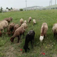 میش وبره