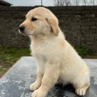 گلدن رتریور