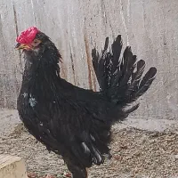 خروس گلین جوان