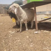 قصابی بره و بز