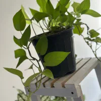 گل های طبیعی