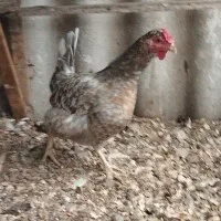 مرغ و جوجه گلین