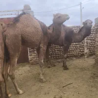 شتر داشتی و کشتاری و پرواری