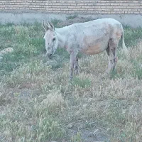 الاغ فروشی