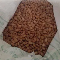 بادام کوهی تازه و آماده شور شده