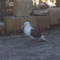 کبوتر