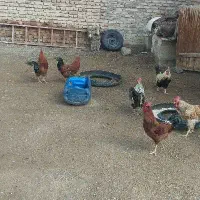 چند عدد خروس جوان چاق