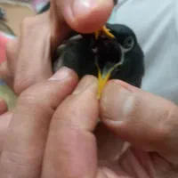 یک جفت مینا نرماده ضمانتی ۲۶۵۰
