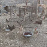 فروش بوقلمون نرو  ماده
