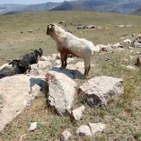 بز نر(چپیش)
