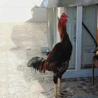 خروس لاری