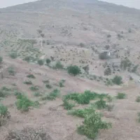 باغ انگور سعدی فروش و معاوضه