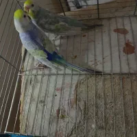 رینبو مولد چند جفت مرغ عشق