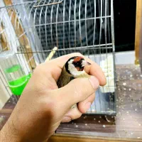 سهره نر|پرنده|بندر انزلی, نوغان|دیوار