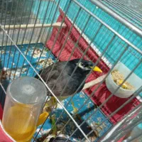 معاوضه مرغ مینا با عروس هلندی مولد