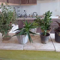 باسلام تعدادی گل طبیعی