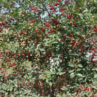 فروش-ومعاوضه-باغ-با-خودرو