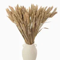گل برکت