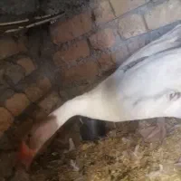 غاز ماده