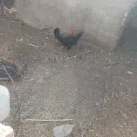 تخم لاری