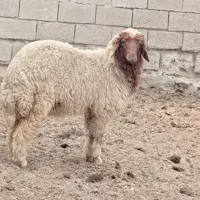 بره ماده دجیجه