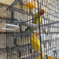 کوتوله|پرنده|شیراز, گلکوب|دیوار
