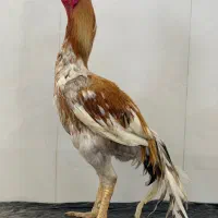 مرغ خروس لاری نسل دار