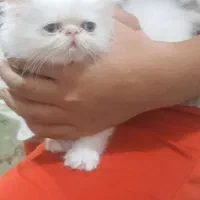 گربه پرشین ماده