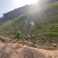 فروش-زمین-باغ