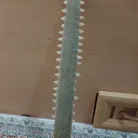 تیغه اره ماهی