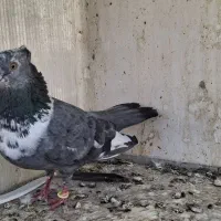 کلاغ سبز
