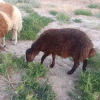 بره سبک نر و ماده