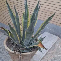 گل کاکتوس
