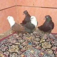 کفتر رنگی|پرنده|بندر ماهشهر, |دیوار