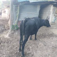 دام گاو