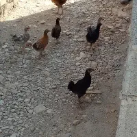 جوجه محلی اصل ب شرط