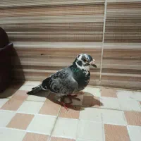 کبوتر طاق با ماده