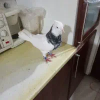 کفتر|پرنده|شوشتر, |دیوار