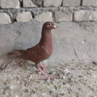 ماده سرخ