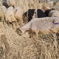 میش|حیوانات مزرعه|ماهان, |دیوار