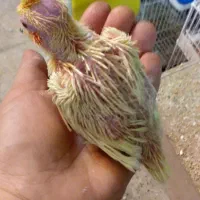 جوجه عروس هلندی لوتینو وگلباقالی سرلاکی
