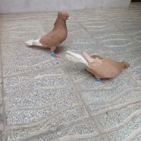 نرماده زرد دم سفید
