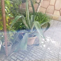 فروش گل|گل و گیاه طبیعی|محمدشهر, عباس آباد|دیوار