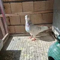 کبوتر|پرنده|اصفهان, بابوکان|دیوار