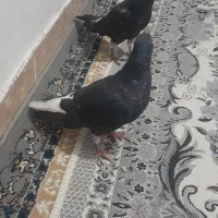 کبوتر