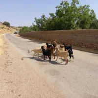 فروشی بز ترکی درجه یک