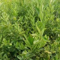 نخل نهال|گل و گیاه طبیعی|جیرفت, |دیوار
