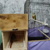 جفت گرینچیک مولد سخنگو