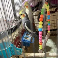 یک جفت عروس هلندی