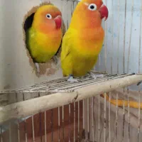 کوتوله پاربلو زرد